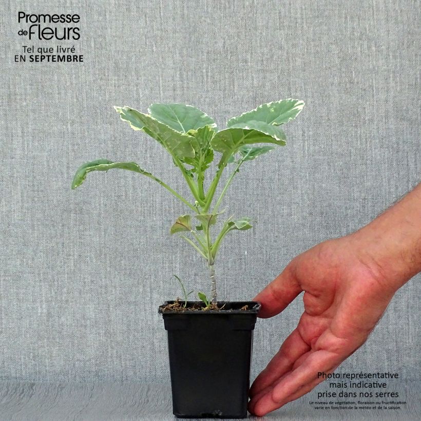 Exemplar von Baumkohl Daubenton Popof Bio Kleine Töpfe von 8/9 cm wie im Herbst geliefert