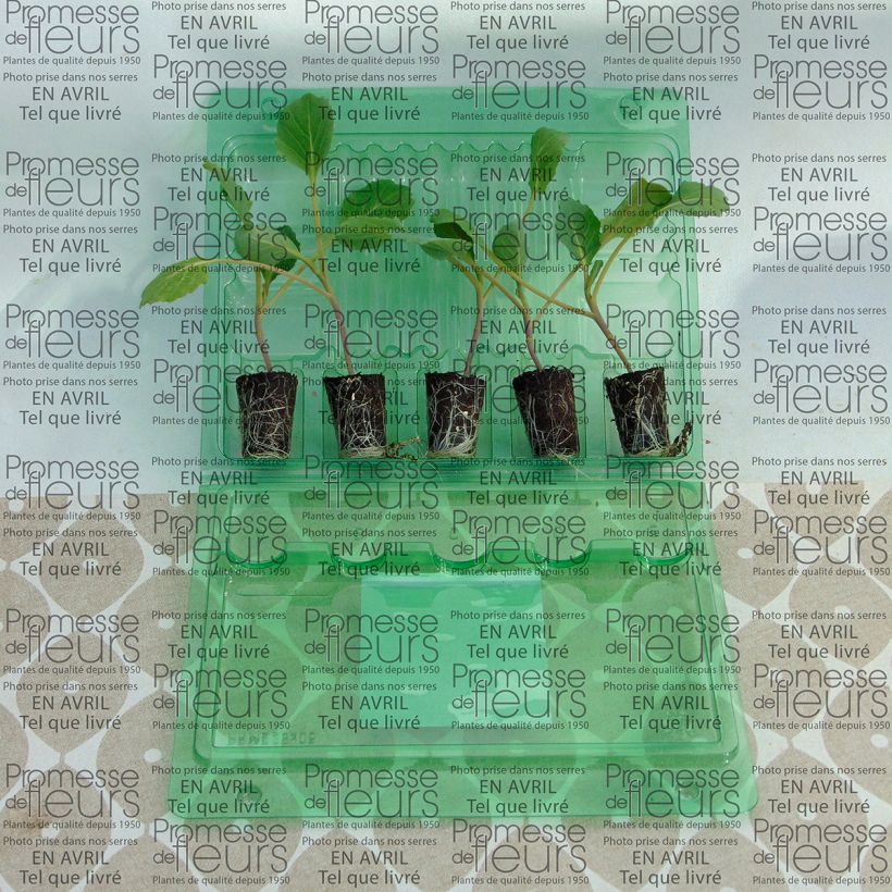 Beispiel eines Exemplars von Kopfkohl Tête de Pierre F1 (Pflanzen) Mini-Plug Ø 3/4 cm wie geliefert