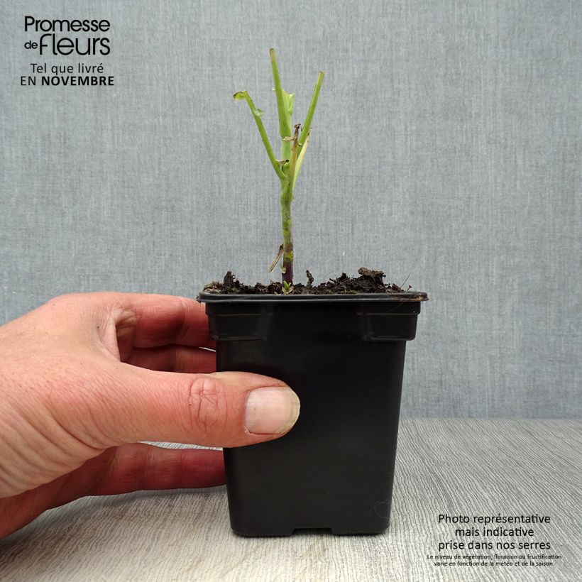 Exemplar von Baumkohl Daubenton BIO Kleine Töpfe von 7/8 cm wie im Herbst geliefert