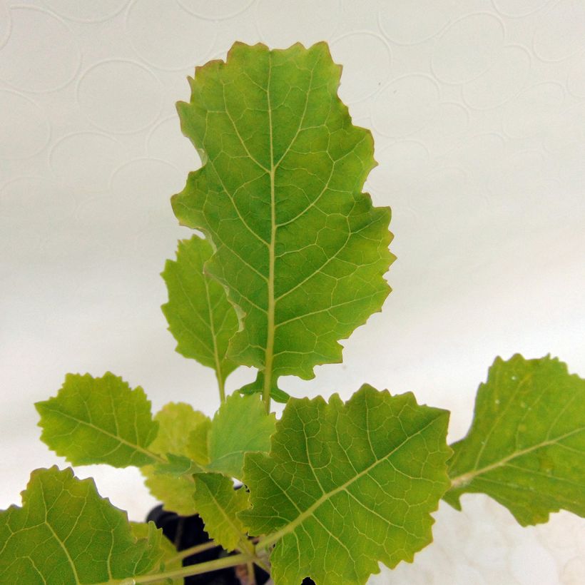 Baumkohl Daubenton BIO (Laub)