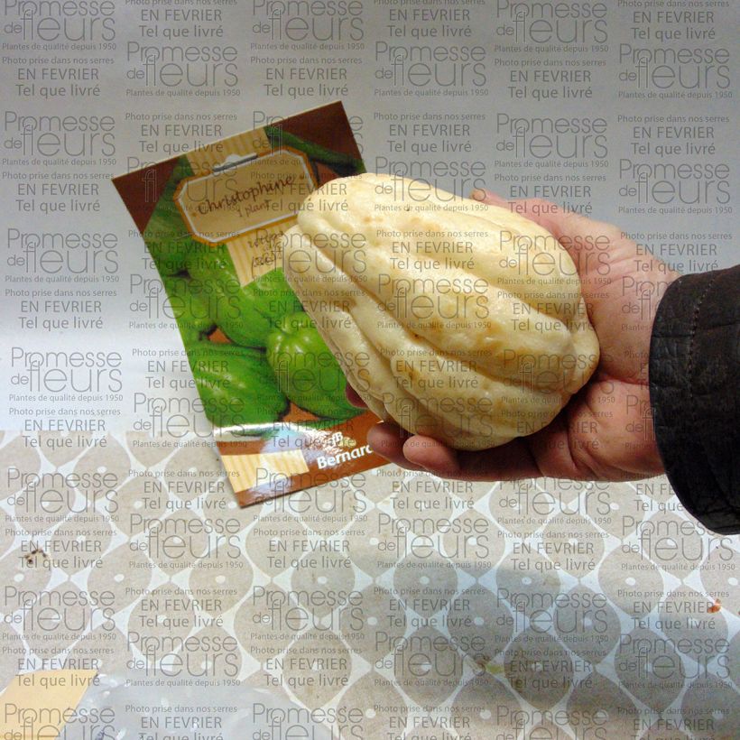 Beispiel eines Exemplars von Chayote - Sechium edule Stück wie geliefert