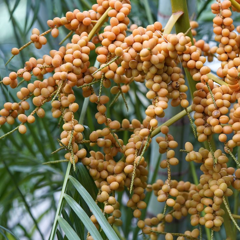 Chrysalidocarpus lutescens - Goldfruchtpalme (Ernte)