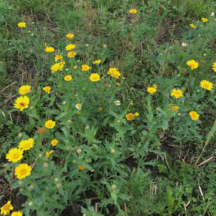 Chrysanthemum segetum - Saat-Wucherblume (Hafen)