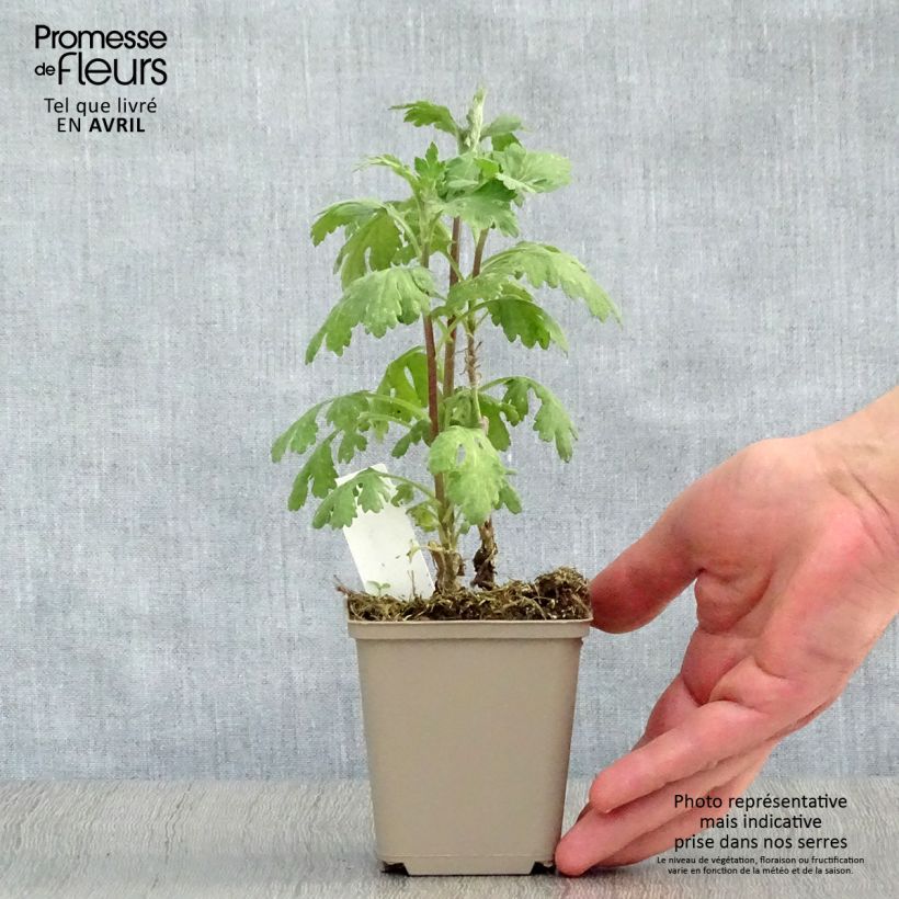 Exemplar von Chrysanthemum indicum Cedie Mason - Chrysantheme Kleine Töpfe von 8/9 cm wie im Frühjahr geliefert