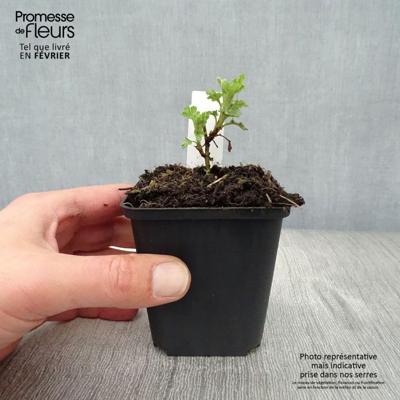 Exemplar von Chrysanthemum Citronella - Herbst-Chrysantheme Kleine Töpfe von 8/9 cm wie im Winter geliefert