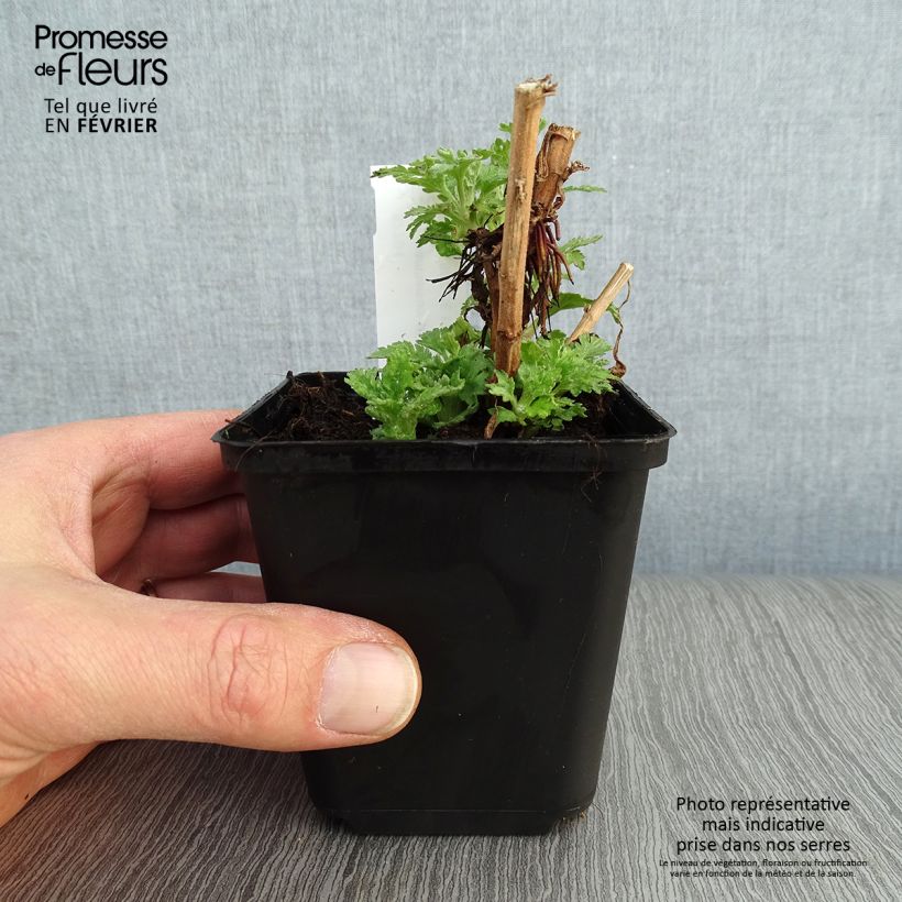 Exemplar von Chrysanthemum indicum Brennpunkt - Chrysantheme Kleine Töpfe von 8/9 cm wie im Winter geliefert