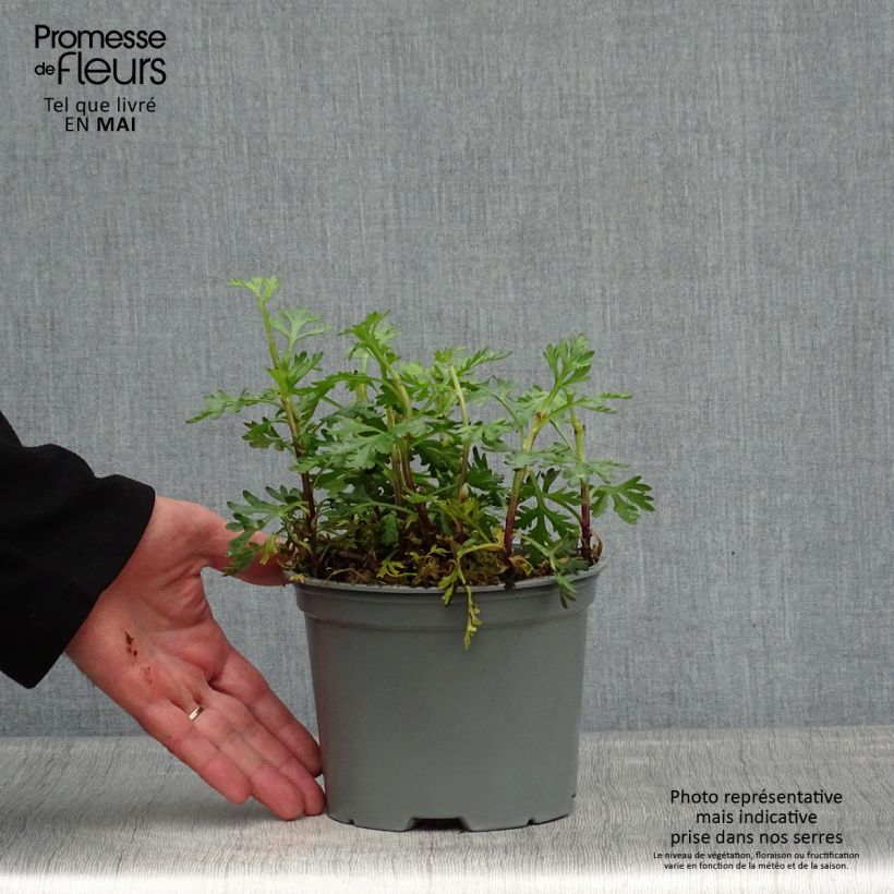 Exemplar von Chrysanthemum rubellum Clara Curtis - Herbst-Chrysantheme Topf mit 2L/3L wie im Frühjahr geliefert