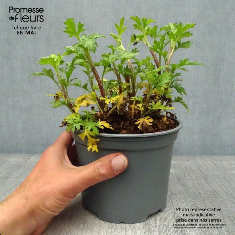 Exemplar von Chrysanthemum rubellum Dernier Soleil - Herbst-Chrysantheme Topf mit 2L/3L wie im Frühjahr geliefert