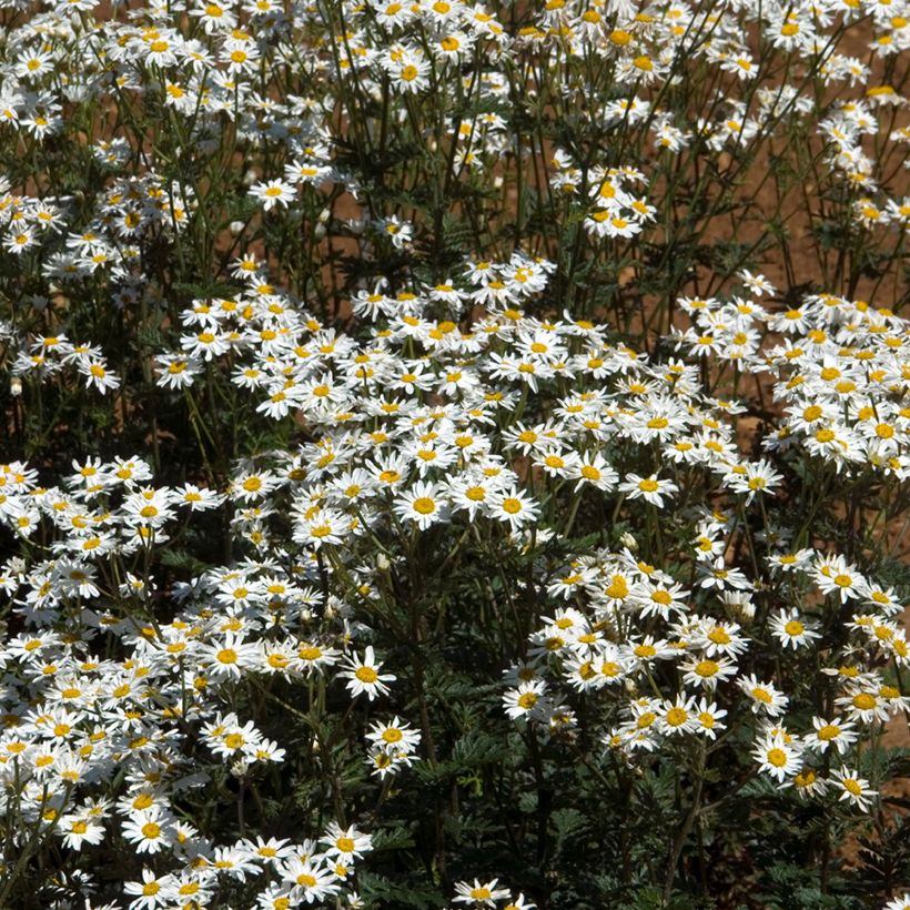 Tanacetum corymbosum - Straußmargerite (Hafen)