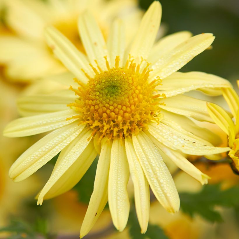 Chrysanthemum arcticum Schwefelglanz - Polar-Margerite (Blüte)