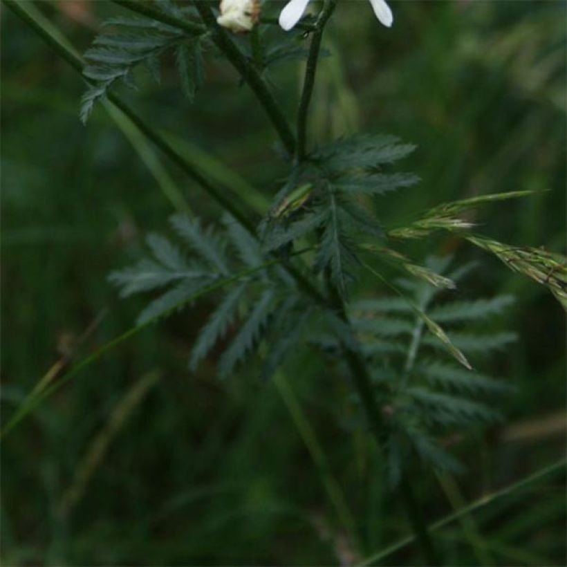 Tanacetum corymbosum - Straußmargerite (Laub)