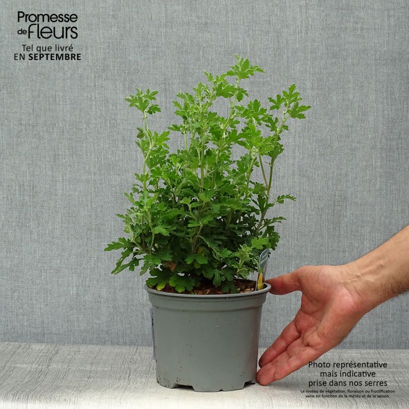 Exemplar von Chrysanthemum Nantyderry Sunshine - Herbst-Chrysantheme Topf mit 2L/3L wie im Herbst geliefert