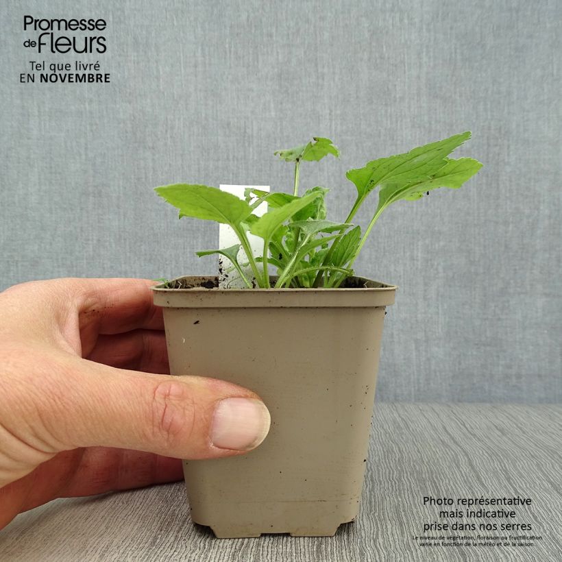 Exemplar von Chrysogonum virginianum - Goldkörbchen Kleine Töpfe von 8/9 cm wie im Herbst geliefert
