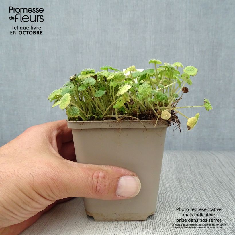 Exemplar von Chrysosplenium alternifolium - Wechselblättriges Milzkraut Kleine Töpfe von 7/8 cm wie im Herbst geliefert