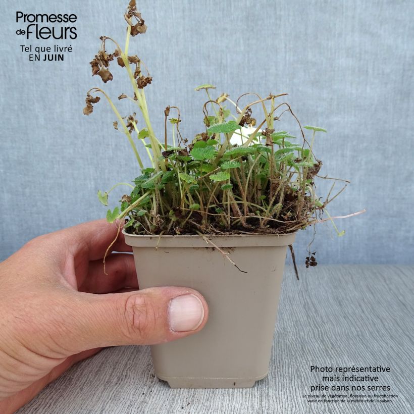 Exemplar von Chrysosplenium alternifolium - Wechselblättriges Milzkraut Kleine Töpfe von 7/8 cm wie im Sommer geliefert