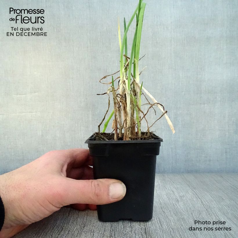 Exemplar von Winter-Zwiebel Bio Kleine Töpfe von 7/8 cm wie im Winter geliefert