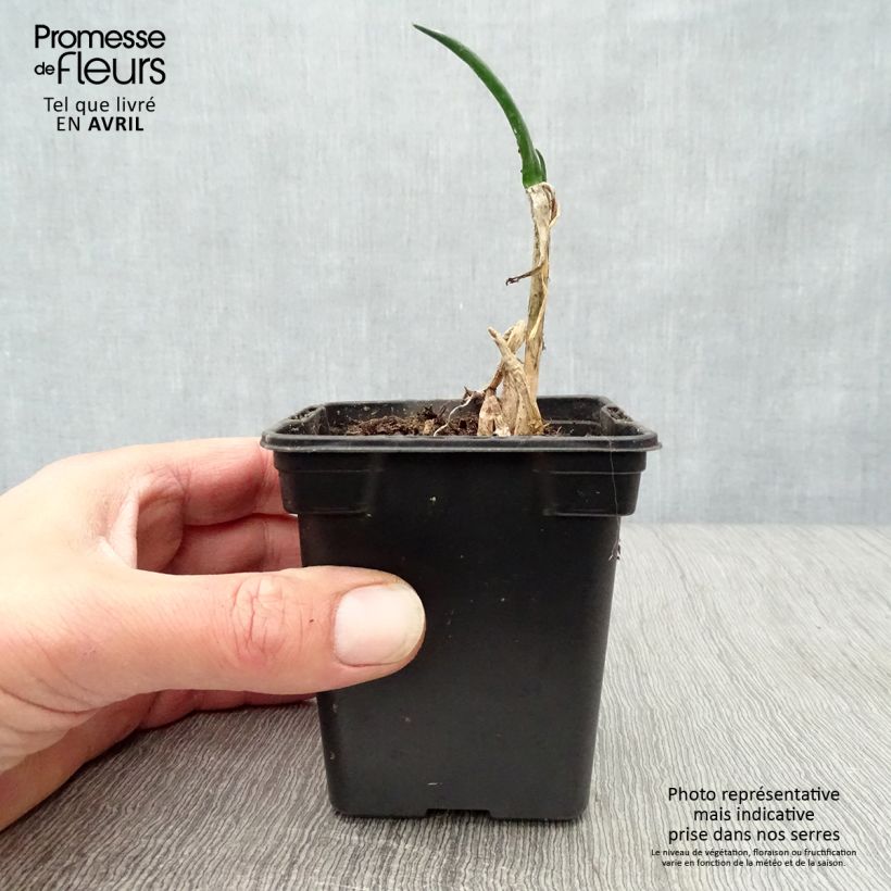 Exemplar von Winter-Zwiebel Bio Kleine Töpfe von 7/8 cm wie im Frühjahr geliefert