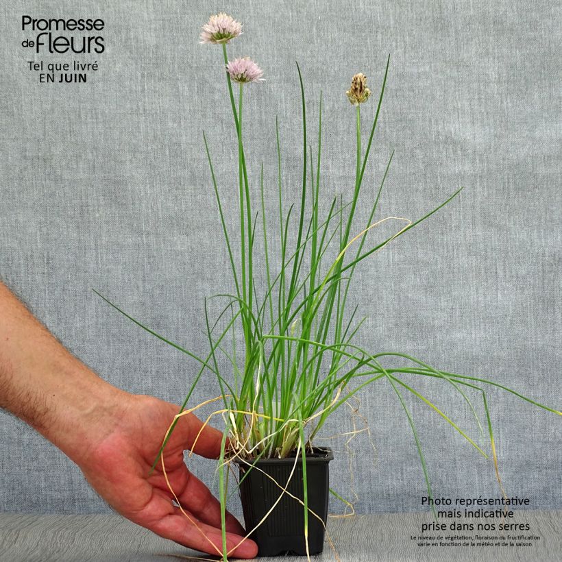 Exemplar von Schnittlauch - Allium schoenoprasum Kleine Töpfe von 8/9 cm wie im Sommer geliefert