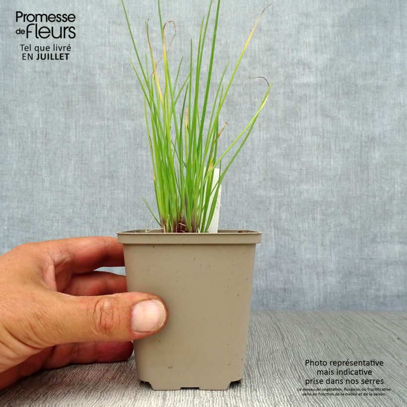 Exemplar von Schnittlauch Rising Star Kleine Töpfe von 8/9 cm wie im Sommer geliefert