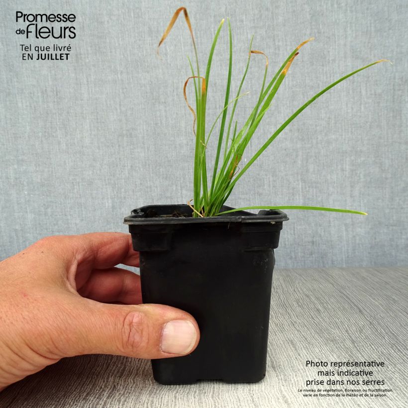 Exemplar von Schnittknoblauch Bio Kleine Töpfe von 7/8 cm wie im Sommer geliefert