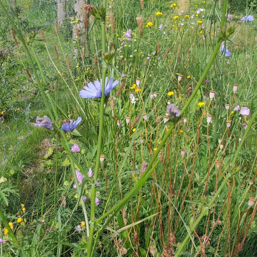 Cichorium intybus - Wegwarte (Wuchs)