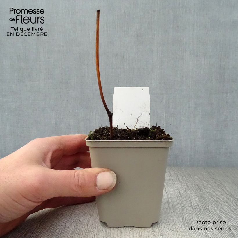 Exemplar von Actaea matsumurae White Pearl - Silberkerze Kleine Töpfe von 8/9 cm wie im Winter geliefert