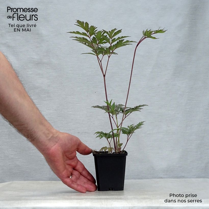 Exemplar von Actaea simplex Atropurpurea - Oktober-Silberkerze Kleine Töpfe von 8/9 cm wie im Frühjahr geliefert