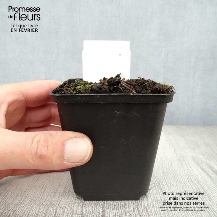 Exemplar von Actaea simplex Pink Spike - Oktober-Silberkerze Kleine Töpfe von 8/9 cm wie im Winter geliefert