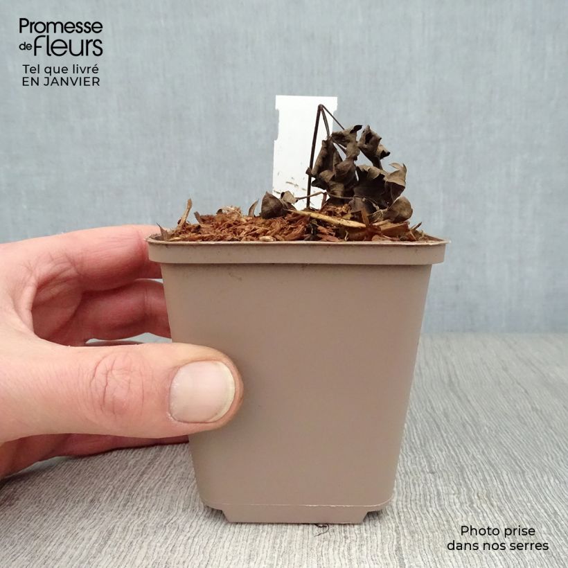 Exemplar von Actaea simplex Carbonella - Oktober-Silberkerze Kleine Töpfe von 8/9 cm wie im Winter geliefert