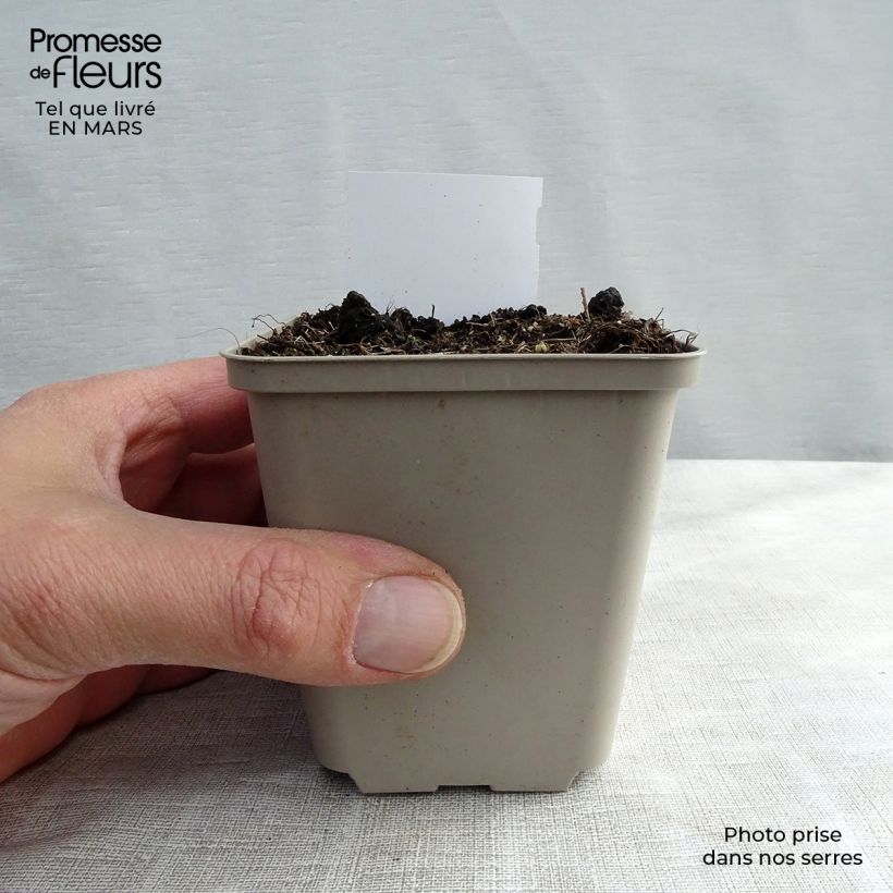 Exemplar von Actaea racemosa - Trauben-Silberkerze Kleine Töpfe von 8/9 cm wie im Winter geliefert