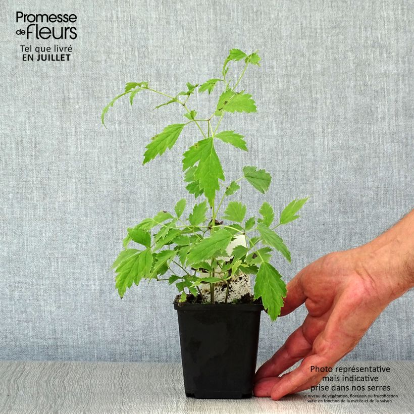 Exemplar von Actaea racemosa - Trauben-Silberkerze Kleine Töpfe von 8/9 cm wie im Sommer geliefert