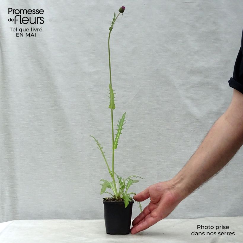 Exemplar von Cirsium rivulare Atropurpureum - Bach-Kratzdistel Kleine Töpfe von 8/9 cm wie im Frühjahr geliefert