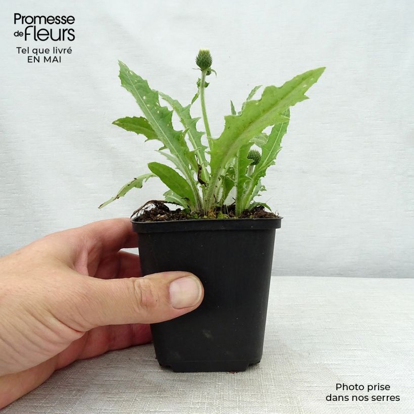 Exemplar von Cirsium rivulare Frosted Magic - Bach-Kratzdistel Kleine Töpfe von 8/9 cm wie im Frühjahr geliefert