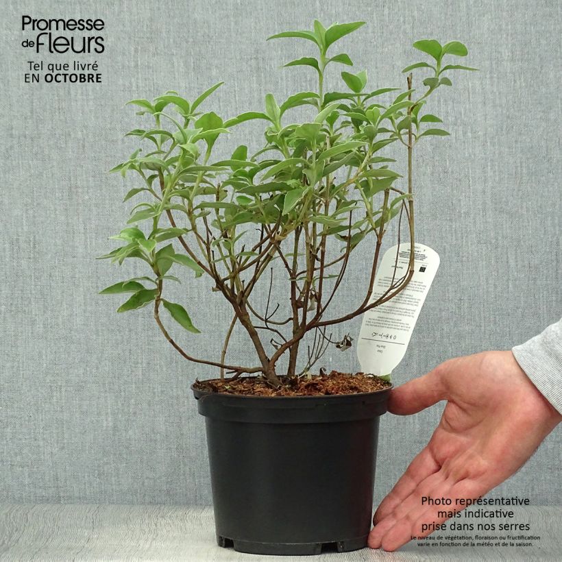 Exemplar von Zistrose Silver Pink - Cistus argenteus Topf mit 2L/3L wie im Herbst geliefert