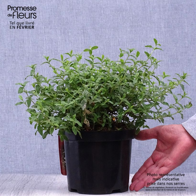 Exemplar von Cistus obtusifolius - Zistrose Topf mit 2L/3L wie im Herbst geliefert