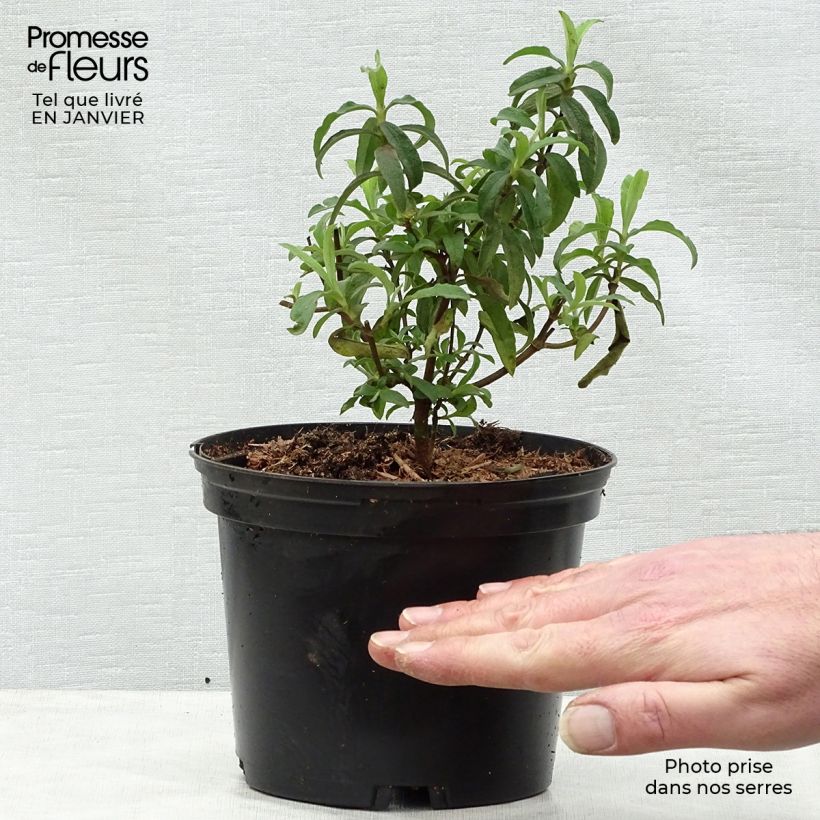 Exemplar von Zistrose Alan Fradd - Cistus purpureus Topf mit 2L/3L wie im Winter geliefert