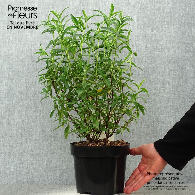Exemplar von Zistrose Alan Fradd - Cistus purpureus Topf mit 2L/3L wie im Herbst geliefert