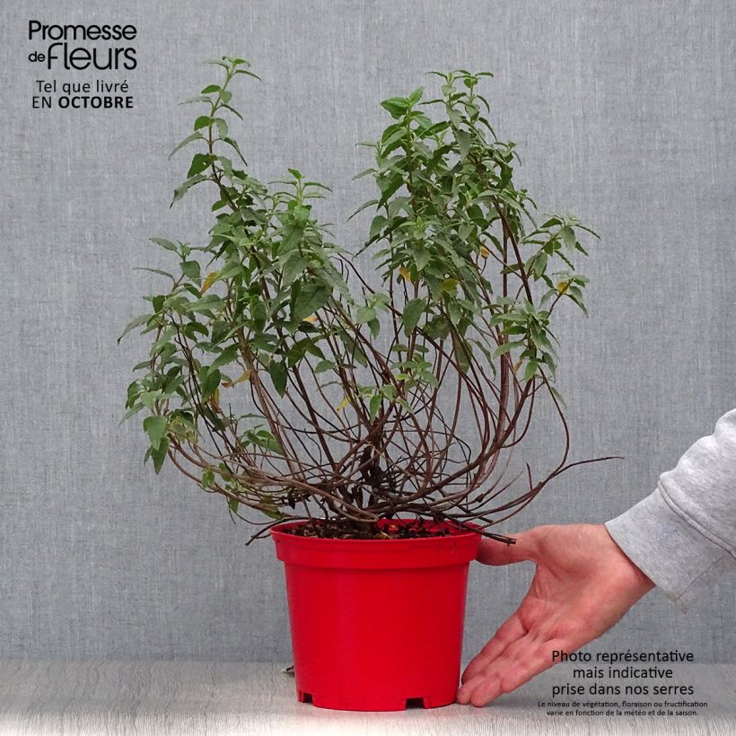 Exemplar von Felsen-Zistrose - Cistus corbariensis Topf mit 2L/3L wie im Herbst geliefert