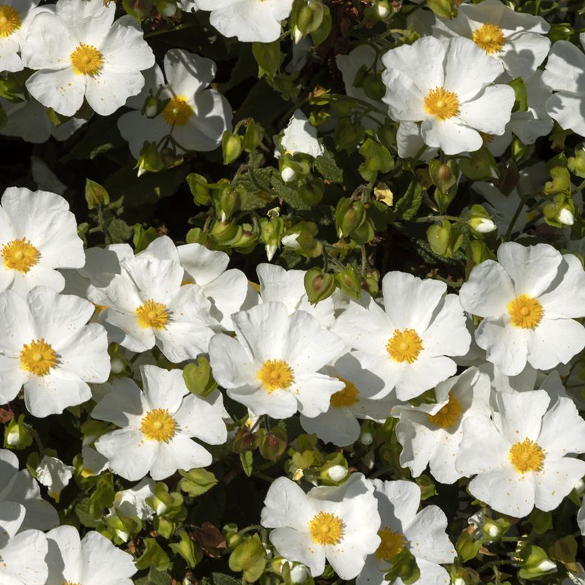 Felsen-Zistrose - Cistus corbariensis (Blüte)