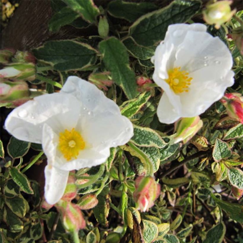 Zistrose Rospico - Cistus corbariensis (Blüte)