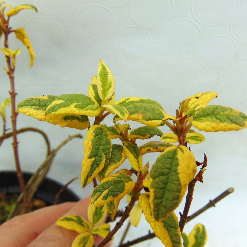 Zistrose Rospico - Cistus corbariensis (Laub)