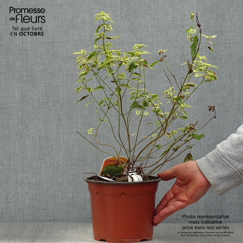 Exemplar von Zistrose Rospico - Cistus corbariensis Topf mit 2L/3L wie im Herbst geliefert