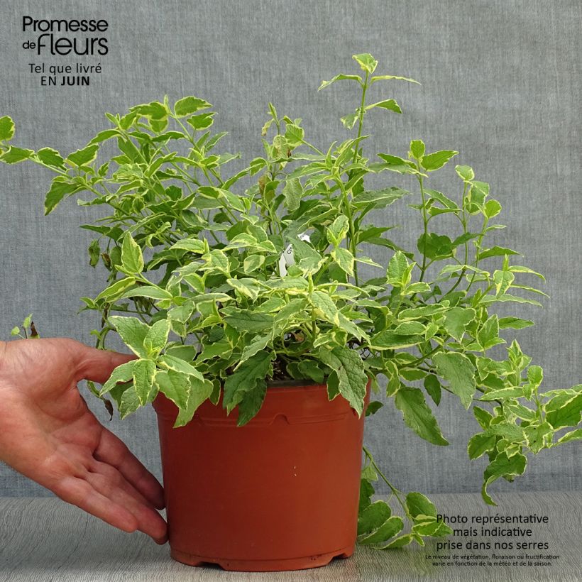 Exemplar von Zistrose Rospico - Cistus corbariensis Topf mit 2L/3L wie im Sommer geliefert