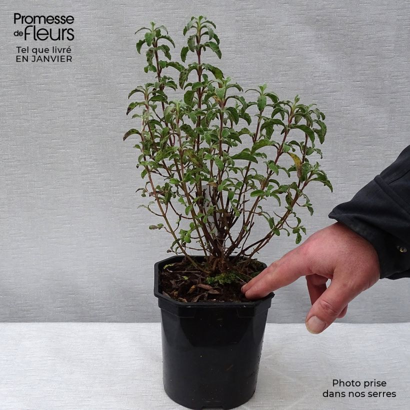 Exemplar von Kretische Zistrose - Cistus creticus Topf mit 3L/4L wie im Winter geliefert