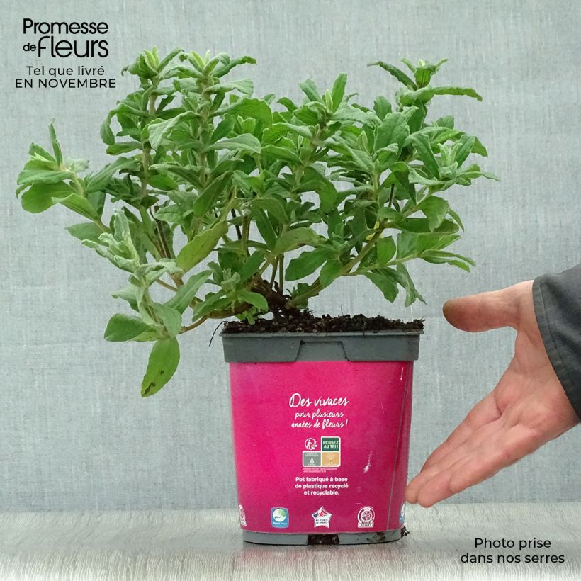 Exemplar von Zistrose - Cistus pulverulentus Topf mit 2L/3L wie im Herbst geliefert