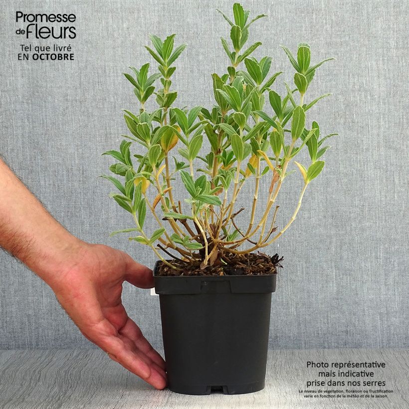 Exemplar von Cistus pulverulentus Sunset - Zistrose Topf mit 2L/3L wie im Herbst geliefert
