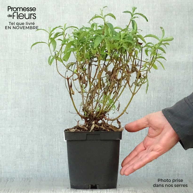 Exemplar von Purpur-Zistrose - Cistus purpureus Topf mit 2L/3L wie im Herbst geliefert