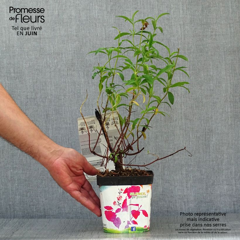 Exemplar von Purpur-Zistrose - Cistus purpureus Topf mit 2L/3L wie im Sommer geliefert