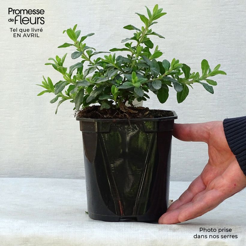 Exemplar von Salbeiblättrige Zistrose - Cistus salviifolius Topf mit 2L/3L wie im Frühjahr geliefert