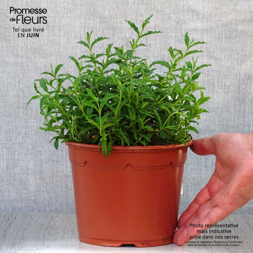 Exemplar von Salbeiblättrige Zistrose - Cistus salviifolius Topf mit 2L/3L wie im Sommer geliefert